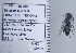  ( - UAIC1135004)  @11 [ ] by (2020) Wendy Moore University of Arizona Insect Collection
