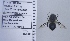  ( - UAIC1135010)  @11 [ ] by (2020) Wendy Moore University of Arizona Insect Collection