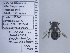  ( - UAIC1135011)  @11 [ ] by (2020) Wendy Moore University of Arizona Insect Collection