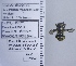  ( - UAIC1135042)  @12 [ ] by (2020) Wendy Moore University of Arizona Insect Collection