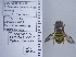  ( - UAIC1135044)  @11 [ ] by (2020) Wendy Moore University of Arizona Insect Collection