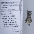  ( - UAIC1135052)  @11 [ ] by (2020) Wendy Moore University of Arizona Insect Collection