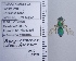  ( - UAIC1135057)  @12 [ ] by (2020) Wendy Moore University of Arizona Insect Collection