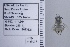  ( - UAIC1135074)  @11 [ ] by (2020) Wendy Moore University of Arizona Insect Collection
