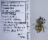  ( - UAIC1135092)  @11 [ ] by (2020) Wendy Moore University of Arizona Insect Collection