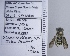  ( - UAIC1135095)  @11 [ ] by (2020) Wendy Moore University of Arizona Insect Collection