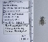  ( - UAIC1135114)  @11 [ ] by (2021) Wendy Moore University of Arizona Insect Collection