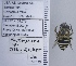  ( - UAIC1135115)  @11 [ ] by (2021) Wendy Moore University of Arizona Insect Collection