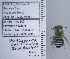  ( - UAIC1135118)  @11 [ ] by (2021) Wendy Moore University of Arizona Insect Collection