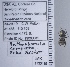  ( - UAIC1135119)  @11 [ ] by (2021) Wendy Moore University of Arizona Insect Collection