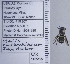  (Stelis rudbeckiarum - UAIC1135125)  @11 [ ] by (2021) Wendy Moore University of Arizona Insect Collection
