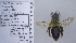  ( - UAIC1135132)  @11 [ ] by (2021) Wendy Moore University of Arizona Insect Collection