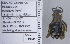  ( - UAIC1135134)  @11 [ ] by (2021) Wendy Moore University of Arizona Insect Collection