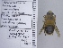  ( - UAIC1135135)  @11 [ ] by (2021) Wendy Moore University of Arizona Insect Collection