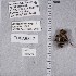  ( - UAIC1135210)  @11 [ ] by (2021) Wendy Moore University of Arizona Insect Collection