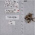  ( - UAIC1135211)  @11 [ ] by (2021) Wendy Moore University of Arizona Insect Collection