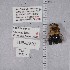  (Centris cockerelli - UAIC1135217)  @11 [ ] by (2021) Wendy Moore University of Arizona Insect Collection