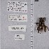  (Ericrocis sp. aff. pintada - UAIC1135230)  @11 [ ] by (2021) Wendy Moore University of Arizona Insect Collection