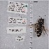  ( - UAIC1135282)  @11 [ ] by (2021) Wendy Moore University of Arizona Insect Collection