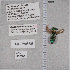  ( - UAIC1135309)  @11 [ ] by (2021) Wendy Moore University of Arizona Insect Collection