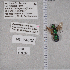  ( - UAIC1135310)  @11 [ ] by (2021) Wendy Moore University of Arizona Insect Collection