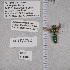  ( - UAIC1135311)  @11 [ ] by (2021) Wendy Moore University of Arizona Insect Collection