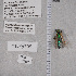  ( - UAIC1135312)  @11 [ ] by (2021) Wendy Moore University of Arizona Insect Collection