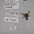  ( - UAIC1135314)  @12 [ ] by (2021) Wendy Moore University of Arizona Insect Collection