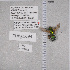 ( - UAIC1135332)  @12 [ ] by (2021) Wendy Moore University of Arizona Insect Collection