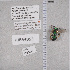  ( - UAIC1135335)  @12 [ ] by (2021) Wendy Moore University of Arizona Insect Collection