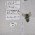  ( - UAIC1135355)  @12 [ ] by (2021) Wendy Moore University of Arizona Insect Collection