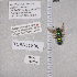  ( - UAIC1135357)  @11 [ ] by (2021) Wendy Moore University of Arizona Insect Collection