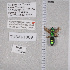  ( - UAIC1135359)  @11 [ ] by (2021) Wendy Moore University of Arizona Insect Collection