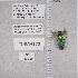  ( - UAIC1135368)  @12 [ ] by (2021) Wendy Moore University of Arizona Insect Collection