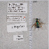  ( - UAIC1135370)  @12 [ ] by (2021) Wendy Moore University of Arizona Insect Collection