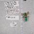  ( - UAIC1135386)  @11 [ ] by (2021) Wendy Moore University of Arizona Insect Collection