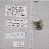  ( - UAIC1135396)  @12 [ ] by (2021) Wendy Moore University of Arizona Insect Collection