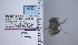  ( - UAIC1137402)  @11 [ ] by (2021) Wendy Moore University of Arizona Insect Collection