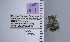  ( - UAIC1137406)  @11 [ ] by (2021) Wendy Moore University of Arizona Insect Collection