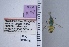  ( - UAIC1137446)  @11 [ ] by (2021) Wendy Moore University of Arizona Insect Collection