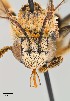  ( - UAIC1138070)  @11 [ ] by (2021) Wendy Moore University of Arizona, Insect Collection