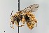  ( - UAIC1138070)  @11 [ ] by (2021) Wendy Moore University of Arizona, Insect Collection