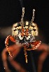  ( - UAIC1138082)  @11 [ ] by (2021) Wendy Moore University of Arizona Insect Collection