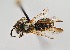  (Andrena sp. 22RM - UAIC1138085)  @11 [ ] by (2021) Wendy Moore University of Arizona Insect Collection