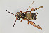  (Epeolus sp. 2RM - UAIC1138086)  @11 [ ] by (2021) Wendy Moore University of Arizona Insect Collection
