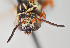  ( - UAIC1138086)  @11 [ ] by (2021) Wendy Moore University of Arizona Insect Collection