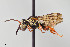  ( - UAIC1138086)  @11 [ ] by (2021) Wendy Moore University of Arizona Insect Collection