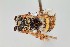  (Epeolus sp. 4RM - UAIC1138087)  @11 [ ] by (2021) Wendy Moore University of Arizona Insect Collection