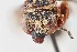  ( - UAIC1138090)  @11 [ ] by (2021) Wendy Moore University of Arizona Insect Collection