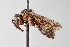  ( - UAIC1138090)  @11 [ ] by (2021) Wendy Moore University of Arizona Insect Collection
